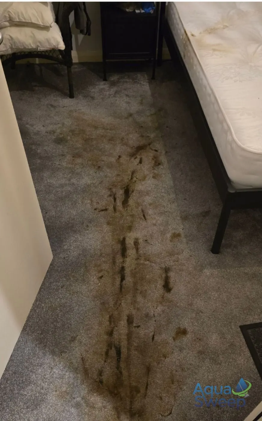 Before: grey bedroom carpet with a pet accident trail beside the bed